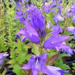 Campanula latifolia var. macrantha - Breitblättrige Wald-Glockenblume