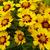 Coreopsis grandiflora 'Sonnenkind'