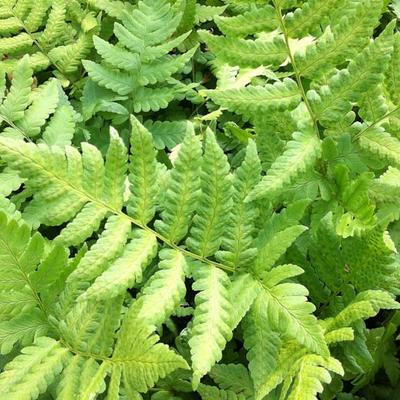 Dryopteris clintoniana - 