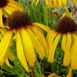 Echinacea paradoxa - 