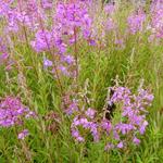 Schmalblättriges Weidenröschen - Epilobium angustifolium