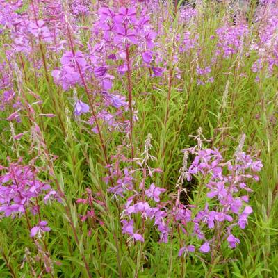 Epilobium angustifolium - Schmalblättriges Weidenröschen - Epilobium angustifolium