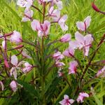 Epilobium angustifolia 'Stahl Rose' - Epilobium angustifolia 'Stahl Rose'