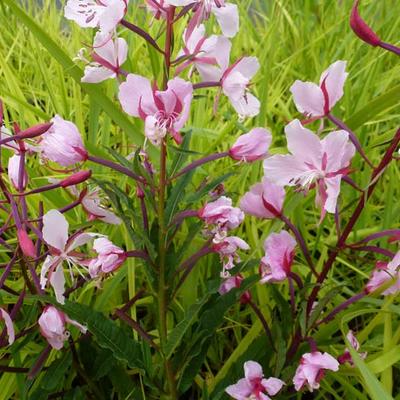 Epilobium angustifolia 'Stahl Rose' - 