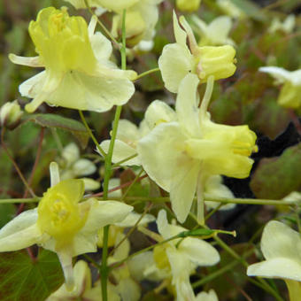 Epimedium pinnatum subsp. colchicum