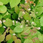 Epimedium pubigerum - 