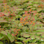 Epimedium pubigerum 'Orangekönigin' - 