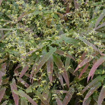 Epimedium sp nova 'Spine Tingler'