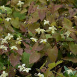 Epimedium x versicolor 'Neosulphureum' - Epimedium x versicolor 'Neosulphureum'