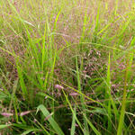 Eragrostis spectabilis - Eragrostis spectabilis