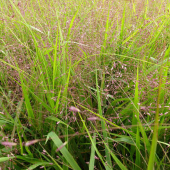 Eragrostis spectabilis