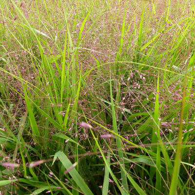 Eragrostis spectabilis - 