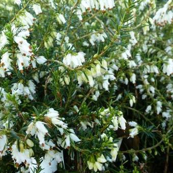 Erica carnea 'Springwood White'