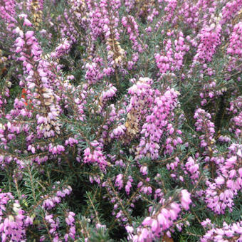 Erica x darleyensis 'Kramer's Rote'