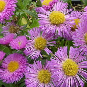 Erigeron 'Foersters Liebling'