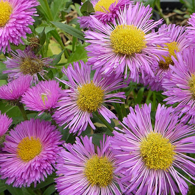 Erigeron 'Foersters Liebling' - Erigeron 'Foersters Liebling'