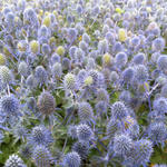 Eryngium planum 'Tiny Jackpot' - 