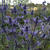 Eryngium x zabelii 'Big Blue'