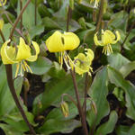 Erythronium 'Pagoda' - 