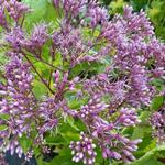 Eupatorium dubium 'Baby Joe' - 