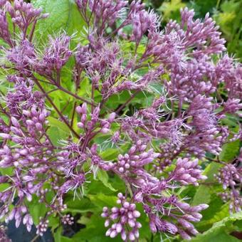 Eupatorium dubium 'Baby Joe'