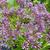 Eupatorium dubium 'Baby Joe'