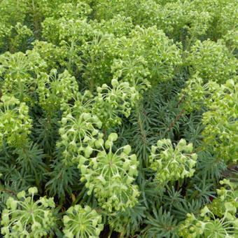 Euphorbia characias ssp wulfenii