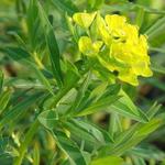 Euphorbia palustris 'Walenburg's Glorie'