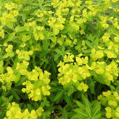 Euphorbia wallichii - Euphorbia wallichii