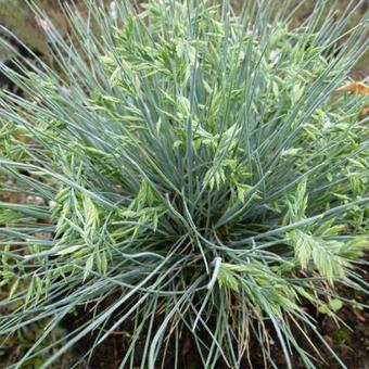 Festuca cinerea 'Zwergenkönig'