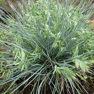 Festuca cinerea 'Zwergenkönig' - 