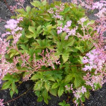 Filipendula ulmaria 'Rosea'