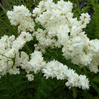 Filipendula vulgaris 'Multiplex'