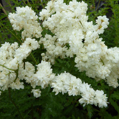 Filipendula vulgaris 'Multiplex' - 