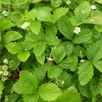 Fragaria vesca 'Alexandria'