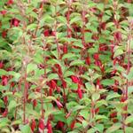 Fuchsia magellanica var. gracilis - 