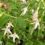 Fuchsia magellanica var. molinae 'Alba' - Fuchsia magellanica var. molinae 'Alba'