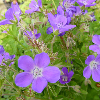 Geranium 'Primadonna' - 