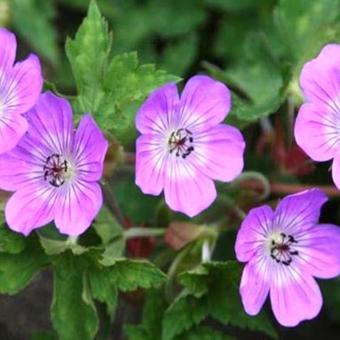 Geranium 'Sylvia's Surprise'