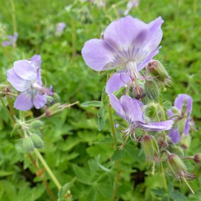 Geranium phaeum var. lividum - 