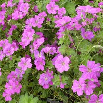 Geranium x riversleaianum 'Russell Prichard'