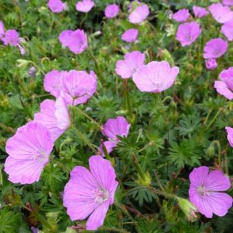 Geranium sanguineum 'John Elsley'