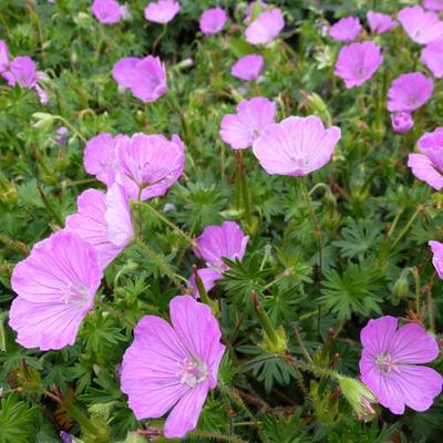 Geranium sanguineum 'John Elsley' - 