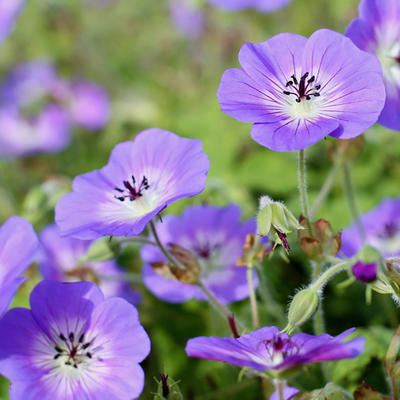 Geranium wallichianum CENSATION 'Daily Blue' - 