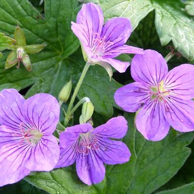 Geranium wlassovianum 'Crûg Farm' - 