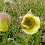 Geum 'Lemon Drops' - 