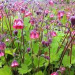 Geum rivale 'Leonard's Variety' - 