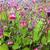 Geum rivale 'Leonard's Variety'