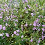 Gypsophila paniculata 'FESTIVAL Pink' - 