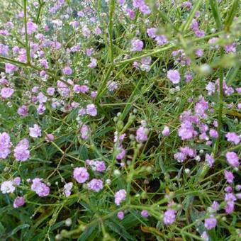 Gypsophila paniculata 'FESTIVAL Pink'